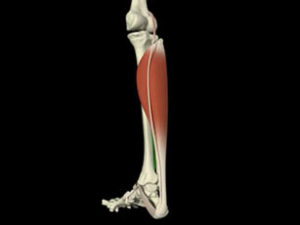 Anatomie et biom canique fonctionnelle Cheville pied up ost o